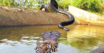  Big Cat Powerful Become Prey Of The Giant Anaconda - Wild Animal Attacks