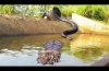  Big Cat Powerful Become Prey Of The Giant Anaconda - Wild Animal Attacks