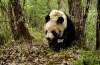 Rare wild animals captured on camera in NW China nature 