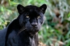 vwild animal pictures | Black panther - Wild Animals 